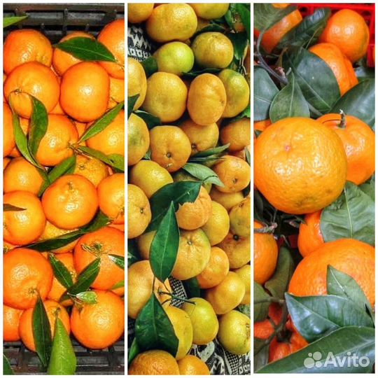 Мандарин, Гранат, Лимон, Манго, Виноград, Яблоко