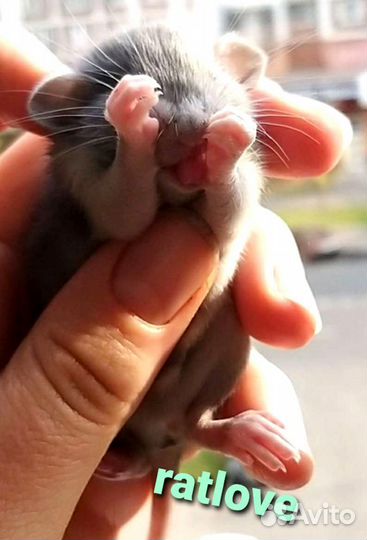 Крысята голубые дамбо мальчики