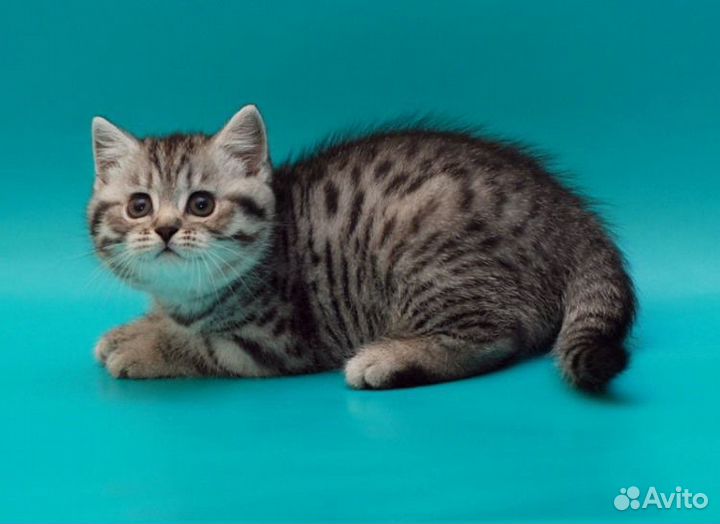 Британские котята золотая шиншилла Мальчик