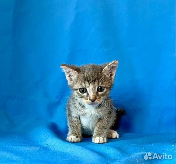 Котенок Сима возраст 1,5 месяца в добрые руки