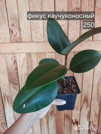 Комнатные растения ч.2