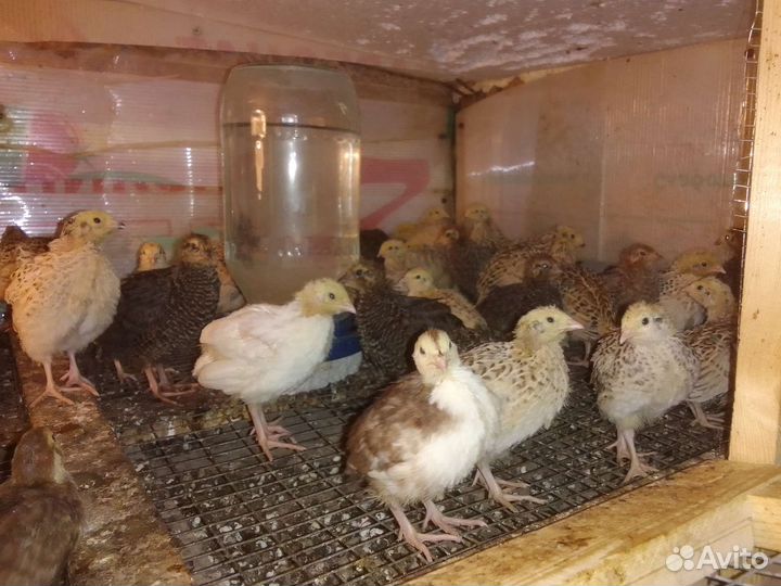 Перепелки несушки