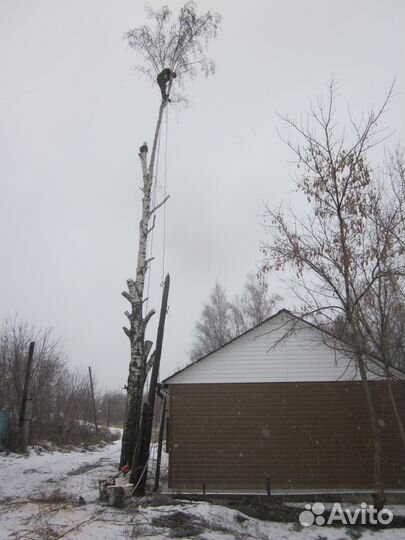 Валка деревьев