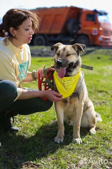 Ищет любящих хозяев