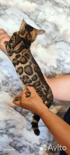 Бенгальский котёнок мальчик шоу класса