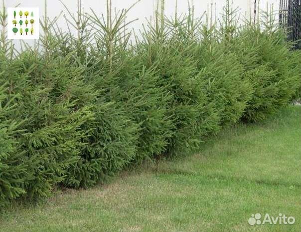 Крупномеры ели