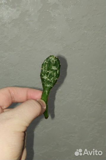 Кактус опунция