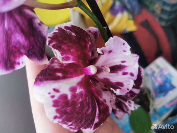 Орхидея биг лип шоколад