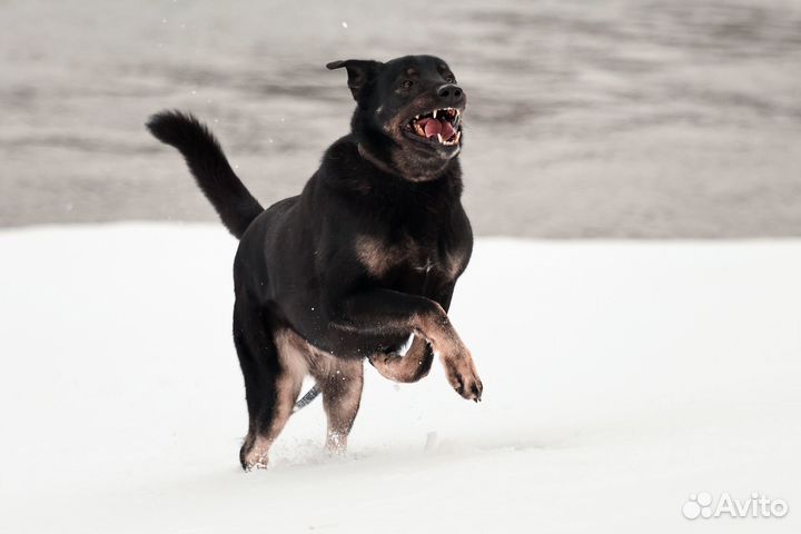 Славный пёся Ким мечтает о доме