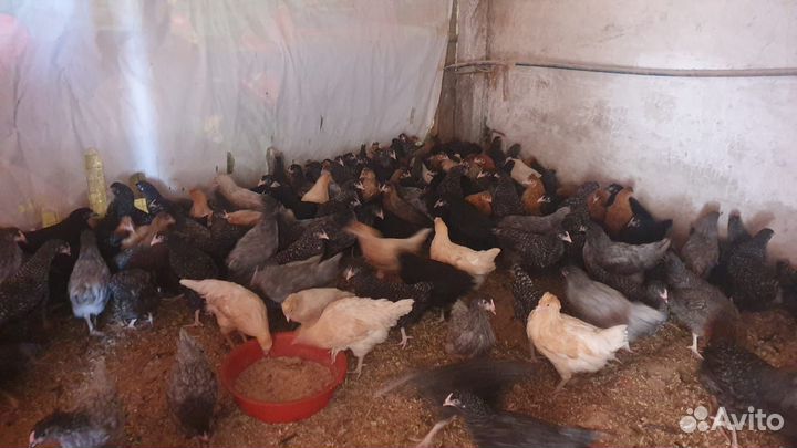 Цыплята бройлеры, молодки рыжие, доминанты