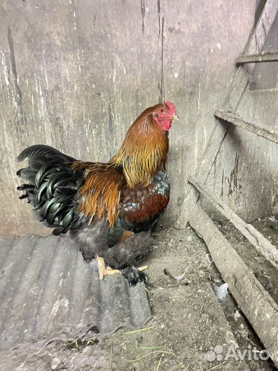 Продам петуха породы Брама