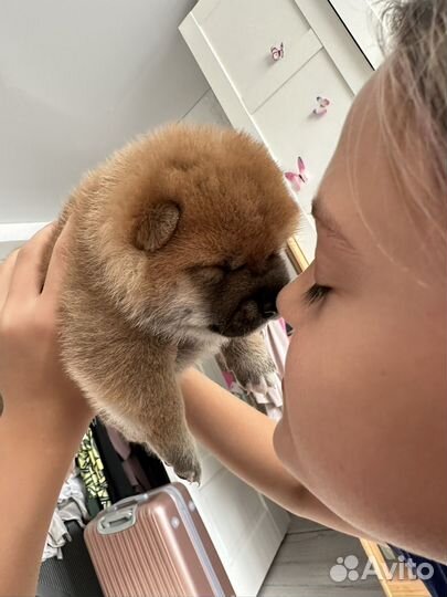 Щенки сиба ину