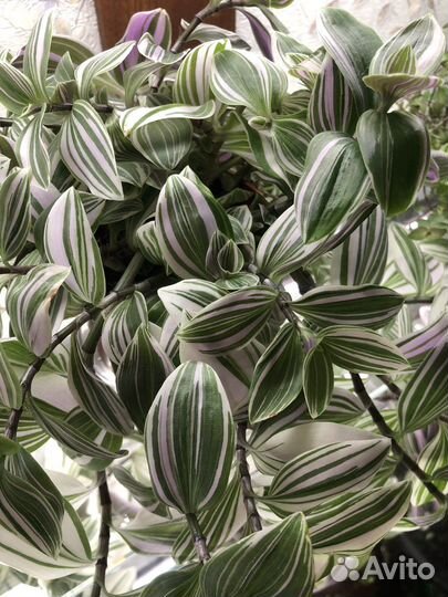 Традесканция сортовая