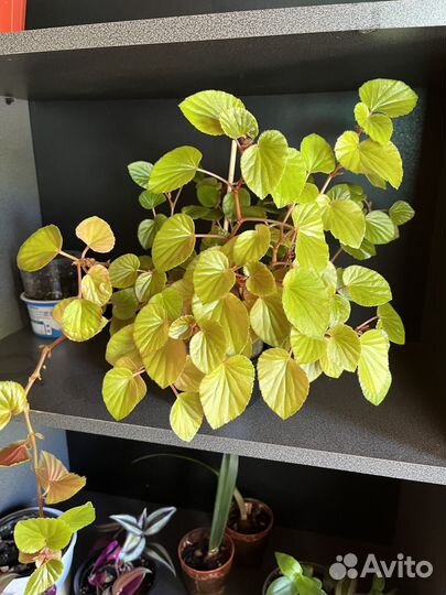 Домашние цветы