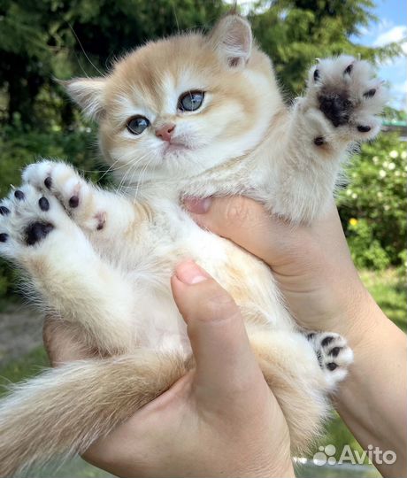 Британские котята