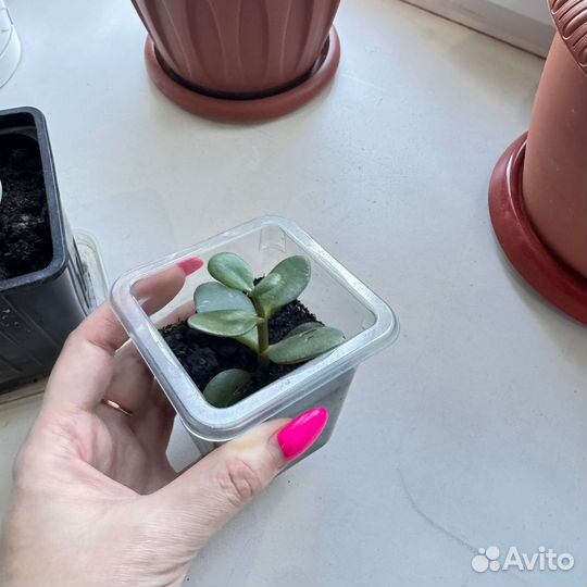 Комнатный цветок денежное дерево толстянка