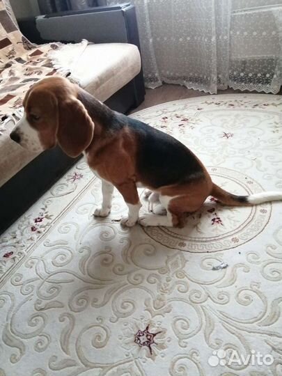 Бигль вязка