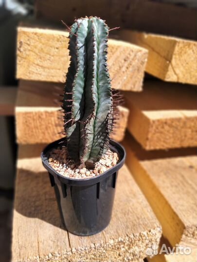 Кактусы и суккуленты