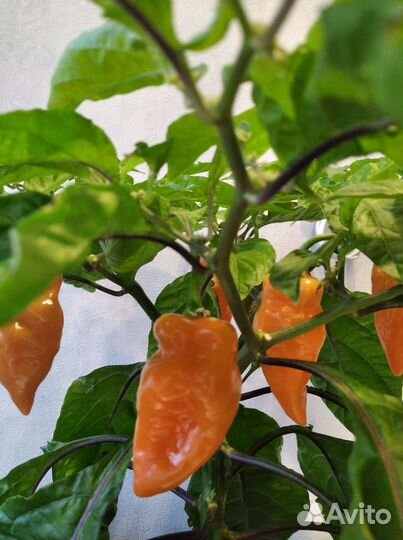 Семена сладкого переца Хабанеро Хабанада