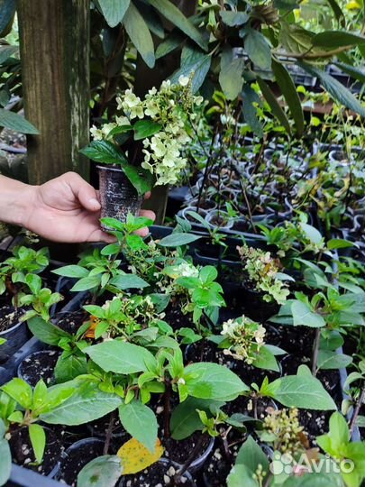 Гортензия метельчатая ванила фрайз