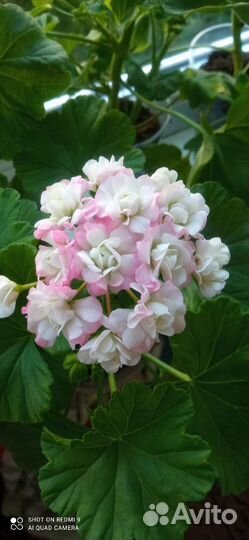 Пеларгония герань