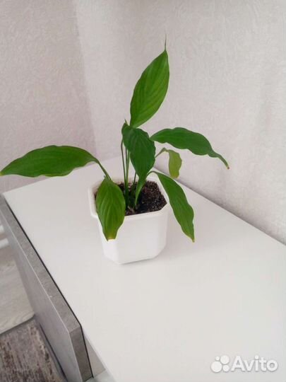 Цветок женское счастье