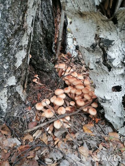 Грибы опята свежие