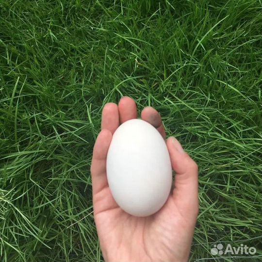Яйцо утиное свежее