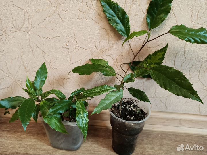 Гибискус китайский и другие дом. цветы