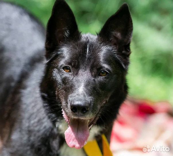 Собака метис овчарка в добрые руки