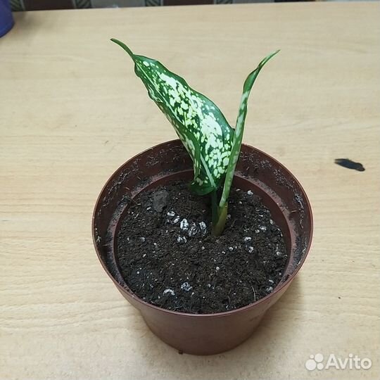 Аглаонема ферст даймонд