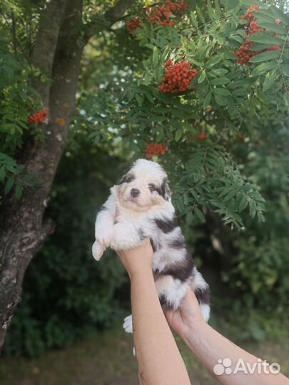 Щенки аусси