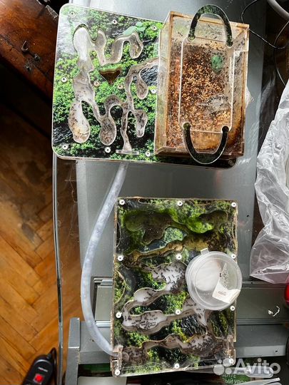 Муравьиная ферма с муравьями