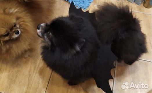 Померанский шпиц