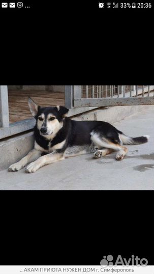 Собака бесплатно