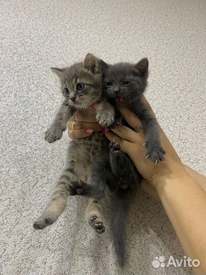 Котята