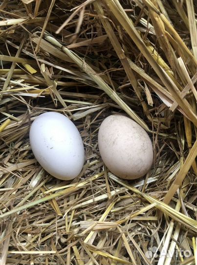 Инкубационное яйцо холмогорских гусей