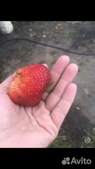 Принимаю заказаз на саженцы клубники