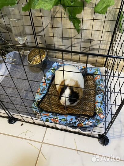 Морская свинка с клеткой