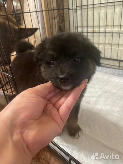 Щенок мальчик в дар