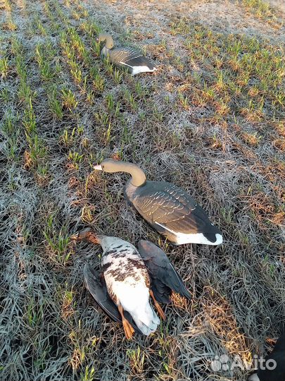 Чучела гусей белолобый