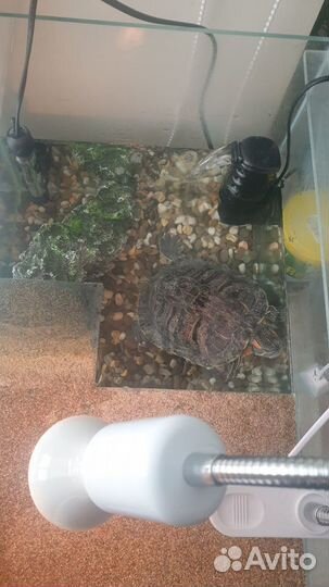 Красноухая черепаха с аквариумом Бесплатно