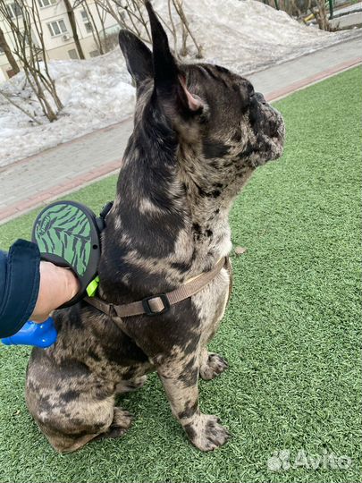 Французский бульдог кабель вязка