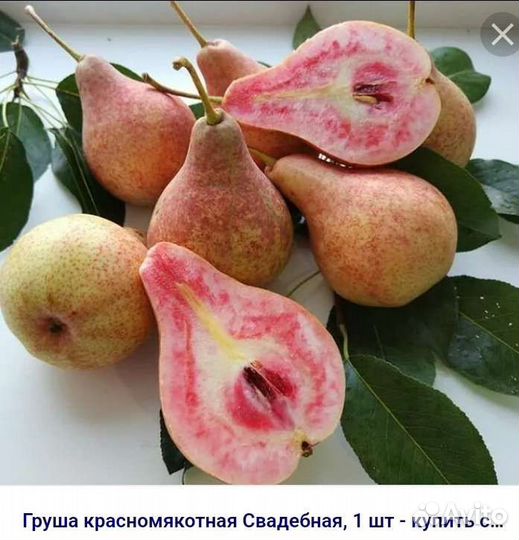 Саженцы груш конференция и др
