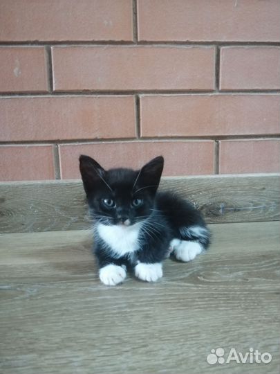 Котятки-Чертятки