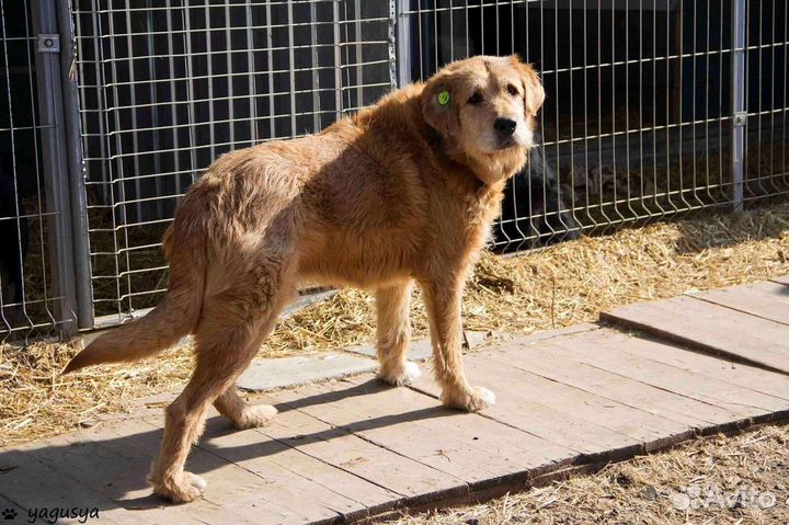 Собака в добрые руки