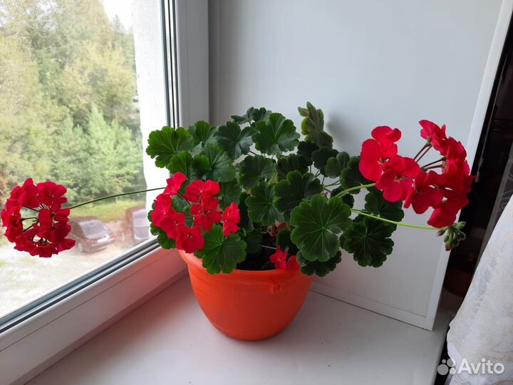 Герань пеларгония розебудная