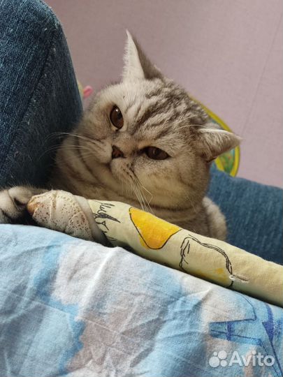 Отдам кота бесплатно