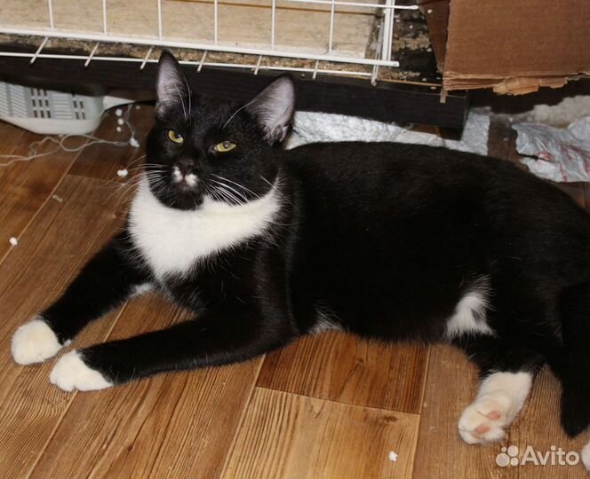 Котик Эрик - воин Фип. Приют