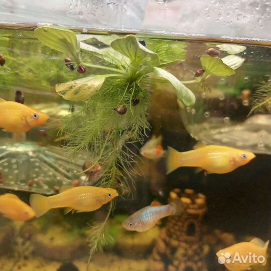 Аквариумные рыбки,улитки